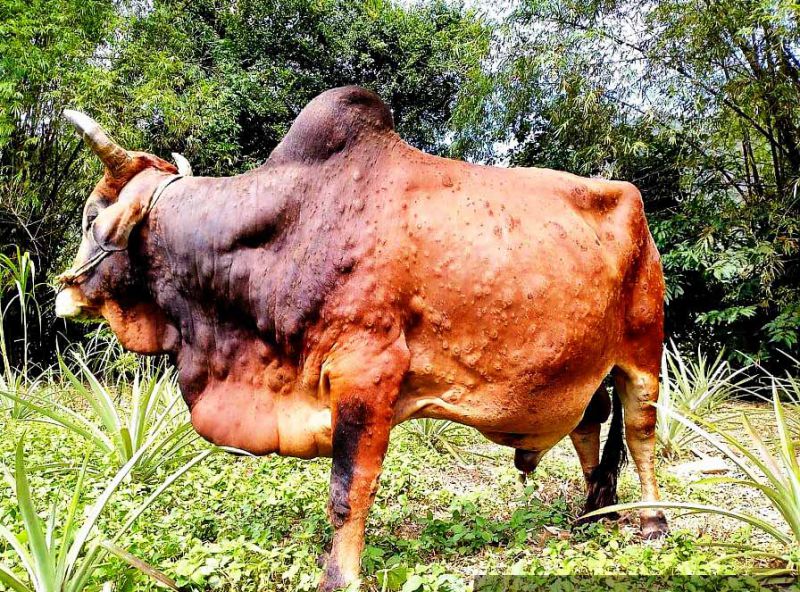 Bệnh vi&ecirc;m da nổi cục tr&ecirc;n tr&acirc;u b&ograve;, triệu chứng, t&aacute;c hại v&agrave; ph&aacute;c đồ điều trị